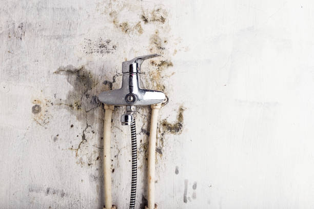 Best Home Mold Removal  in Norton, KS