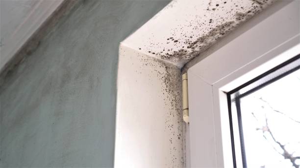 Best Residential Mold Removal  in Norton, KS