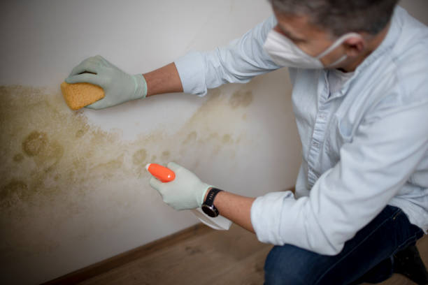 Best Residential Mold Removal  in Norton, KS
