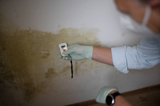 Best Mold Damage Repair  in Norton, KS