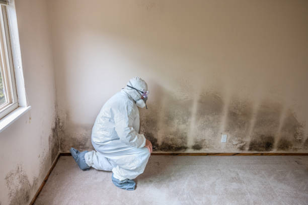 Best Emergency Mold Removal  in Norton, KS