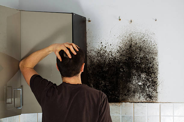 Best Professional Mold Removal  in Norton, KS