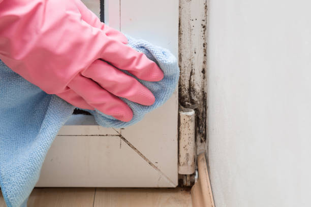 Best Mold Cleaning Services  in Norton, KS